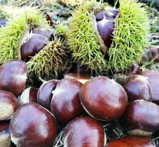 味板栗烤出香甜可口！龙8体育入口自制美